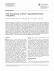 Research paper thumbnail of Taste Bud Labeling in Whole Tongue Epithelial Sheet in Adult Mice