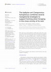 Research paper thumbnail of The balbyter ant Camponotus fulvopilosus combines several navigational strategies to support homing when foraging in the close vicinity of its nest