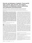 Research paper thumbnail of Diversity and phylogeny of gephyrin: Tissue-specific splice variants, gene structure, and sequence similarities to molybdenum cofactor-synthesizing and cytoskeleton-associated proteins