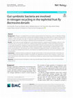 Research paper thumbnail of Gut symbiotic bacteria are involved in nitrogen recycling in the tephritid fruit fly Bactrocera dorsalis