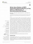 Research paper thumbnail of Whole Gene Deletion of EBF3 Supporting Haploinsufficiency of This Gene as a Mechanism of Neurodevelopmental Disease