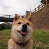 @DogeHQ