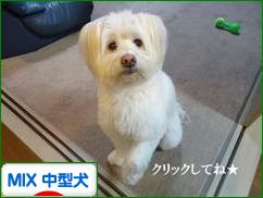 にほんブログ村 犬ブログ MIX中型犬へ