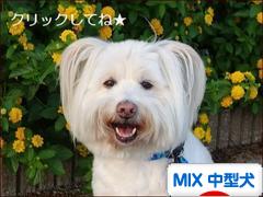 にほんブログ村 犬ブログ MIX中型犬へ