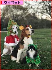 にほんブログ村 犬ブログ ウィペットへ