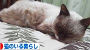 にほんブログ村 猫ブログ 猫のいる暮らしへ