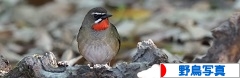 にほんブログ村 写真ブログ 野鳥写真へ