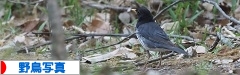 にほんブログ村 写真ブログ 野鳥写真へ