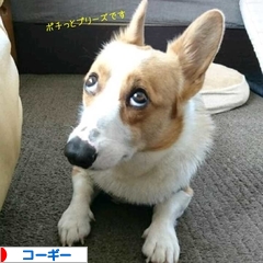 にほんブログ村 犬ブログ コーギーへ