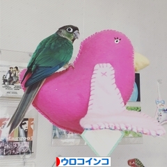 にほんブログ村 鳥ブログ ウロコインコへ