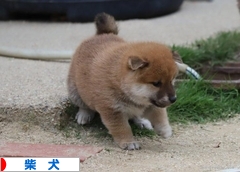 にほんブログ村 犬ブログ 柴犬へ