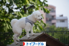 にほんブログ村 犬ブログ トイプードルへ