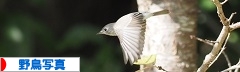 にほんブログ村 写真ブログ 野鳥写真へ