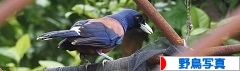 にほんブログ村 写真ブログ 野鳥写真へ