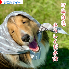 にほんブログ村 犬ブログ シェルティーへ