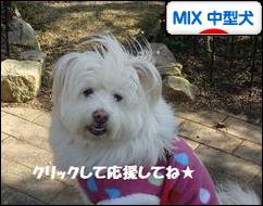 にほんブログ村 犬ブログ MIX中型犬へ