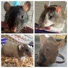 r/RATS - My boys 🥰