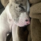 r/AmericanBully - How do you guys go about “disciplining” your American bully ?