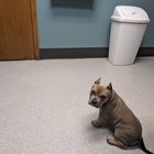 r/AmericanBully - My Bullys 12 week appointment 