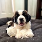 r/stbernards - Biscuit and her lamb