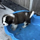 r/stbernards - We’re gonna need a bigger pool🦈