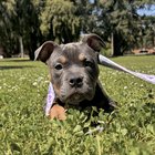 r/AmericanBully - New puppy questions