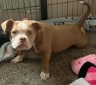r/AmericanBully - Pocket Bully ? 6 months old