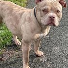 r/AmericanBully - i’m rescuing a bully in a couple days and need advice!! 