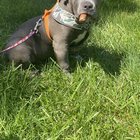 r/AmericanBully - Update: PAIN 
