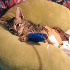 r/catpics - Bikbhie (disabled kitten) underwent surgery today