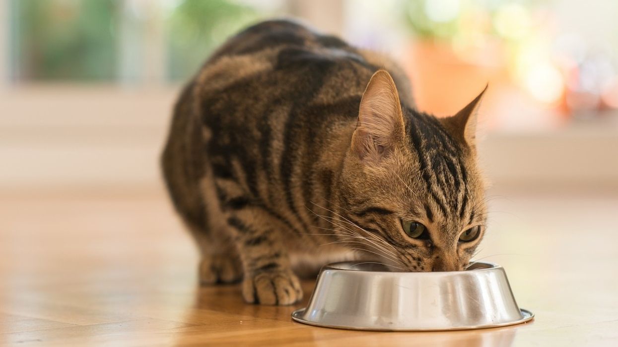 cat eating from a metal bowl