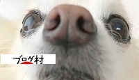 にほんブログ村 犬ブログへ