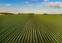 Landscape of soybean field in plains