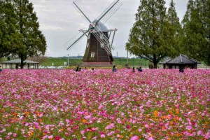 あけぼの山農業公園のコスモスが満開