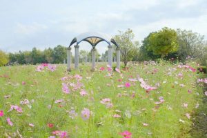 印西牧の原公園のコスモス