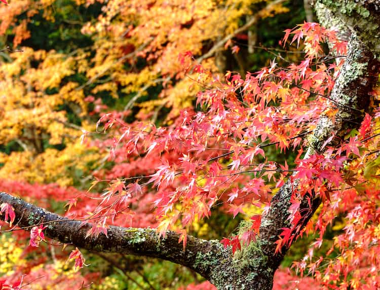 小松寺の紅葉