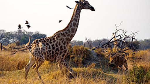 National Geographic's Photography Contest 2010