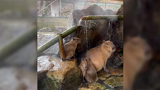 「なぜそこに！？」ある動物園に設置された『カピバラ温泉のししおどし』人気すぎて特等席を追い求めた結果