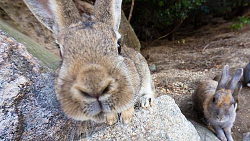 うさぎと毒ガスの島 - 散歩脳