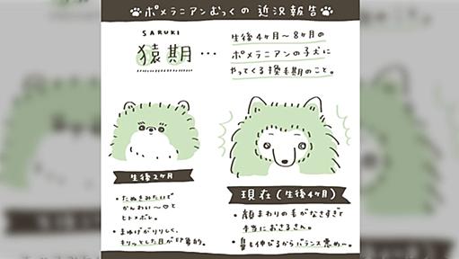 ポメラニアンは子犬の頃におサルさん化する “猿期” というのがあるらしい「初めて見た時はびっくりした」