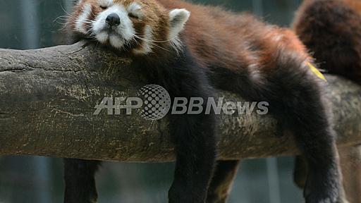 手足ぶら～り、北京動物園の居眠りレッサーパンダ