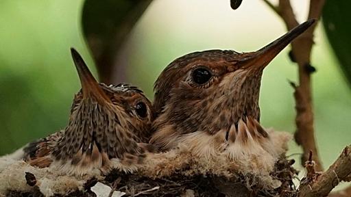 ハチドリ、無事に巣立ちました！　～オレンジ家の裏庭だより - 模型じかけのオレンジ