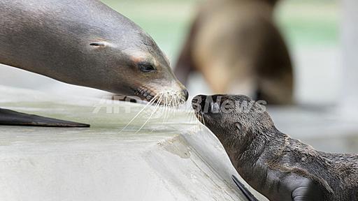 赤ちゃんアシカが次々誕生、独ミュンヘンの動物園