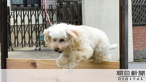 小型犬でもワンダフルなお仕事　警察犬の犬種、10年で1.7倍に：朝日新聞デジタル