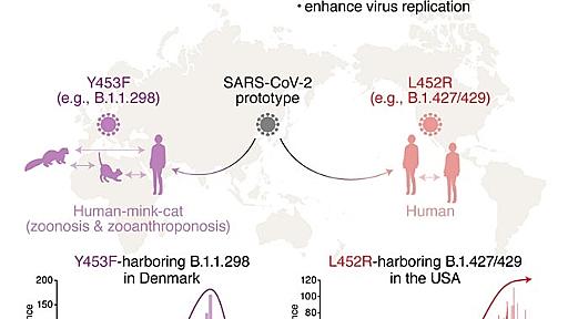 新型コロナウイルスのデルタ株は、日本人の免疫から逃れる変異を持つ