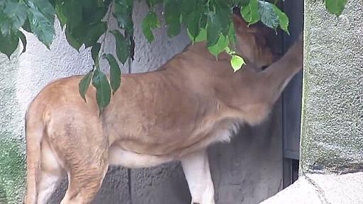 「開けてくれー！」というライオンの行動が完全に猫すぎる : 小太郎ぶろぐ