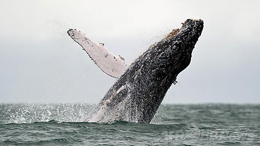 豪のクジラ座礁急増、栄養失調が原因か