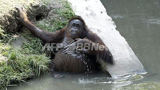 インドネシア「死の動物園」でオランウータンが病死、半月で2例目