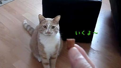 空中でエサをキャッチする猫と、できない猫（動画） : らばQ