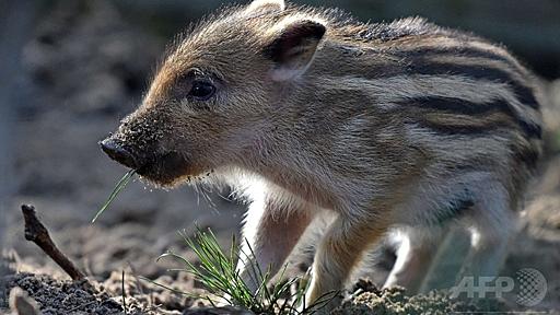 かわいいイノシシの赤ちゃん、ドイツ東部